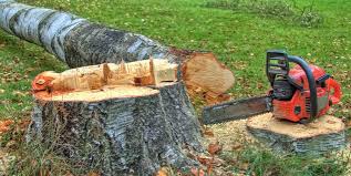 Reliable Walled Lake, MI Tree Removal Solutions