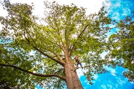 Best Utility Line Clearance  in Walled Lake, MI