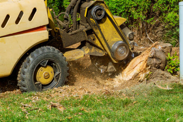 Best Sod Installation  in Walled Lake, MI